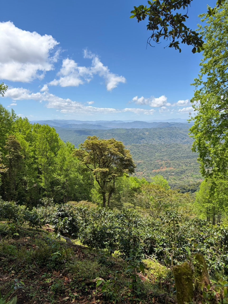 青空と山々に囲まれた農園の風景