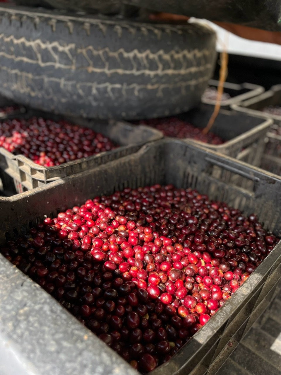 箱に収められた赤いコーヒーチェリー